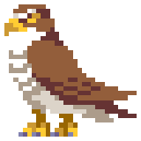 Hawk